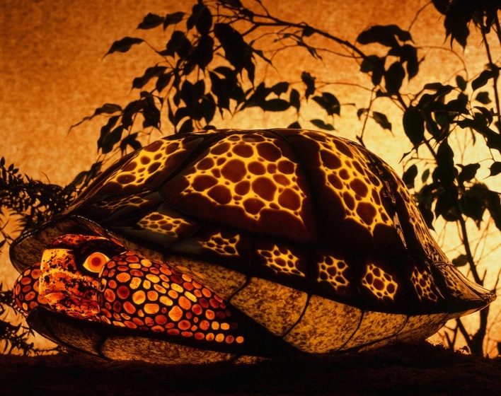 Glass sculpture by Barry Haver - Within Without (turtle)